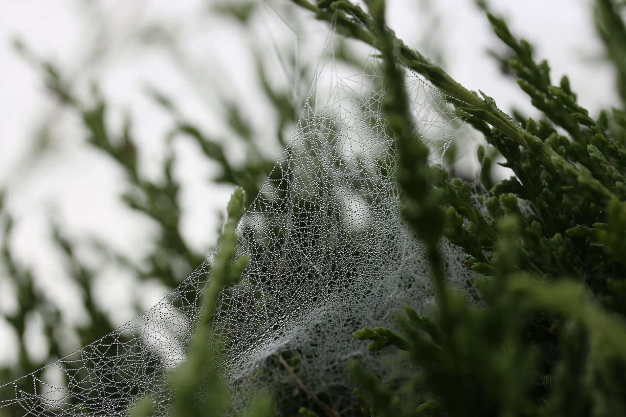 cobweb spiderweb wet free photo