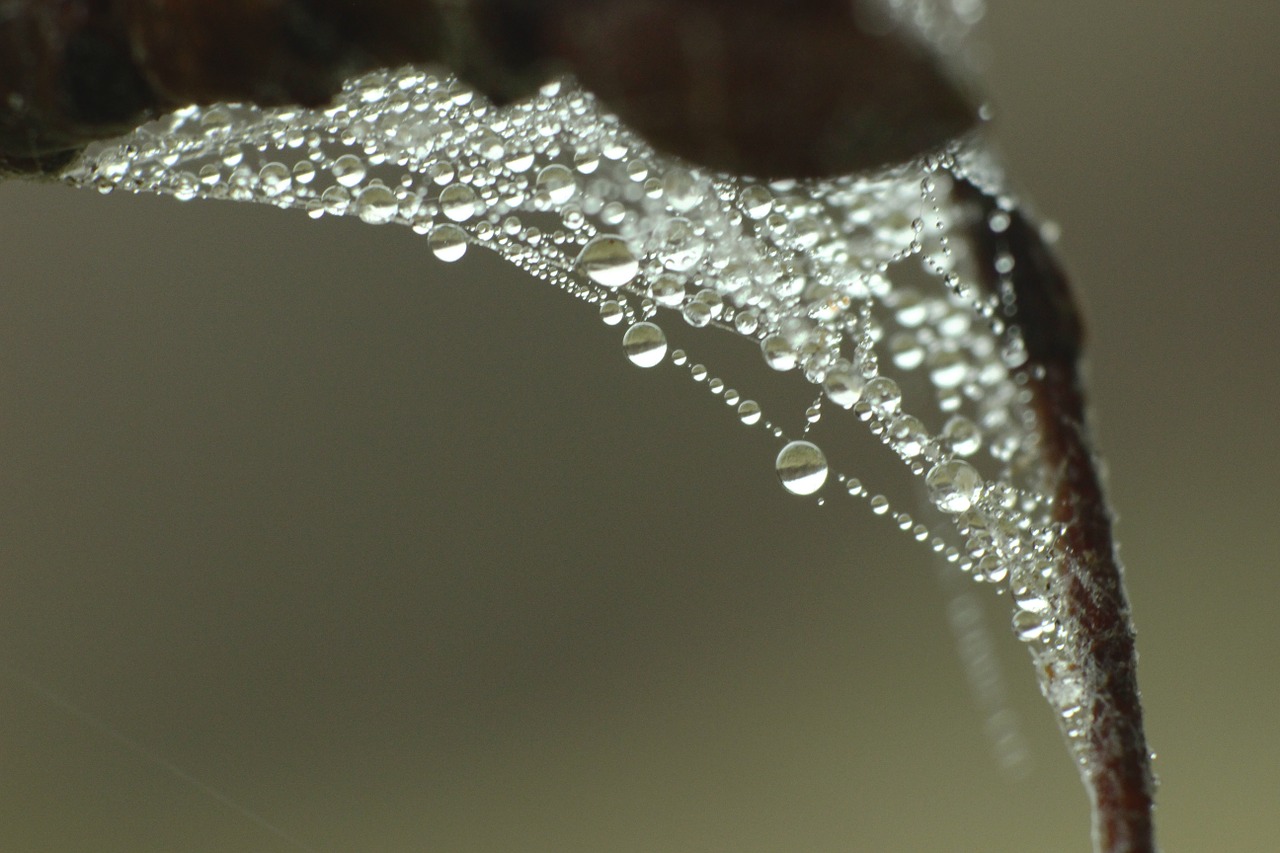 cobweb dew drop of water free photo