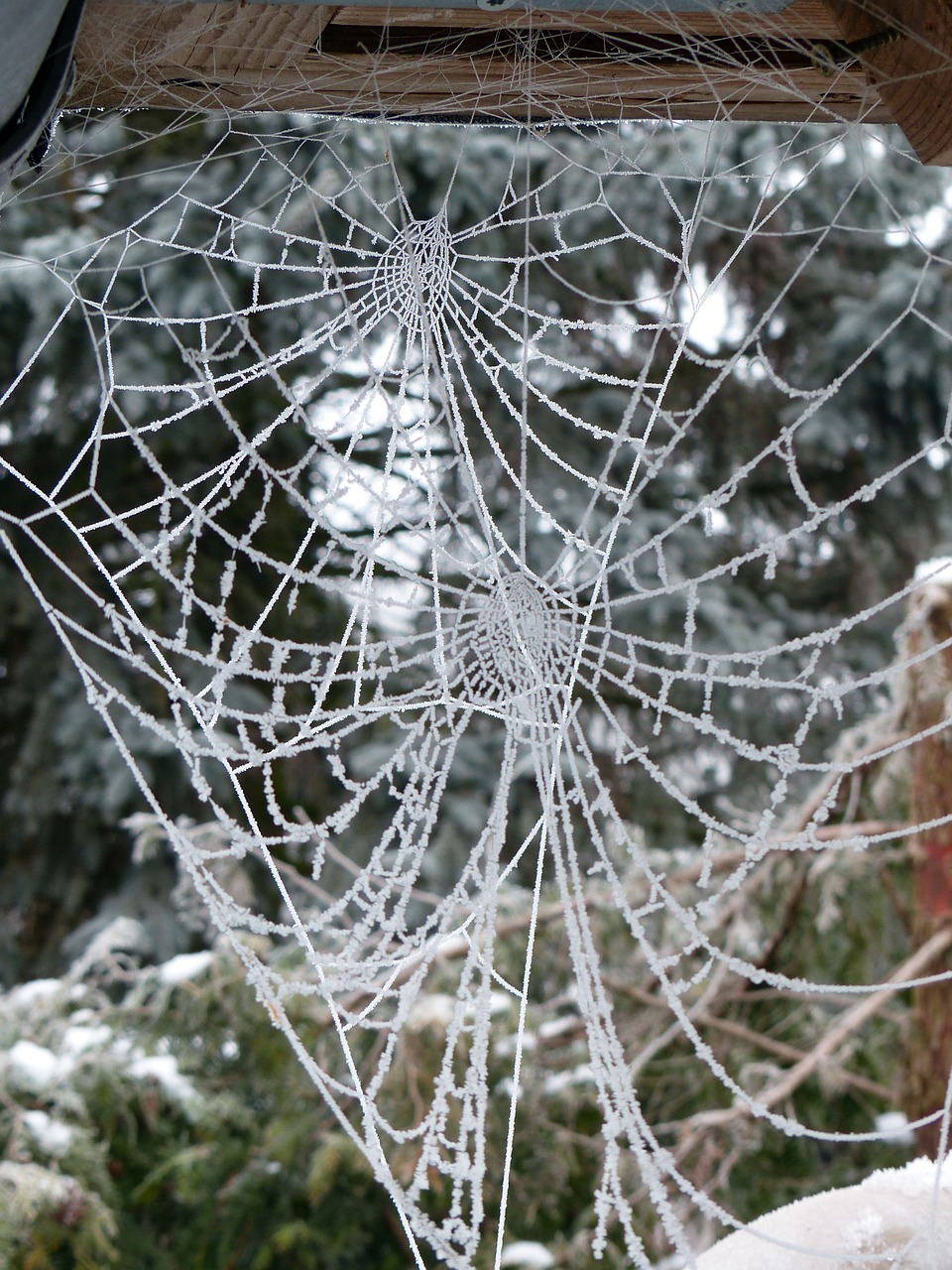 cobweb hoarfrost frost free photo