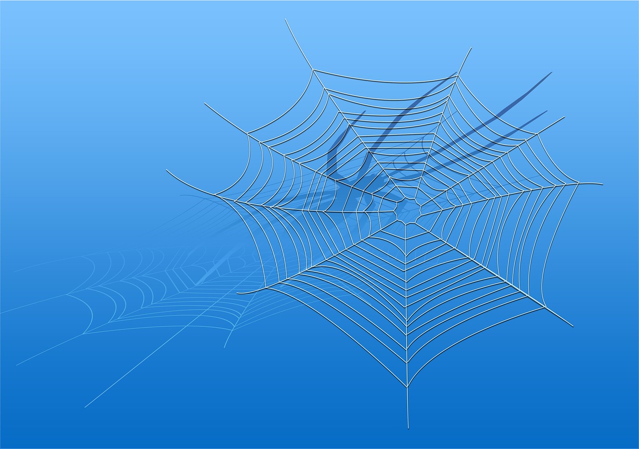 cobweb spider blue free photo