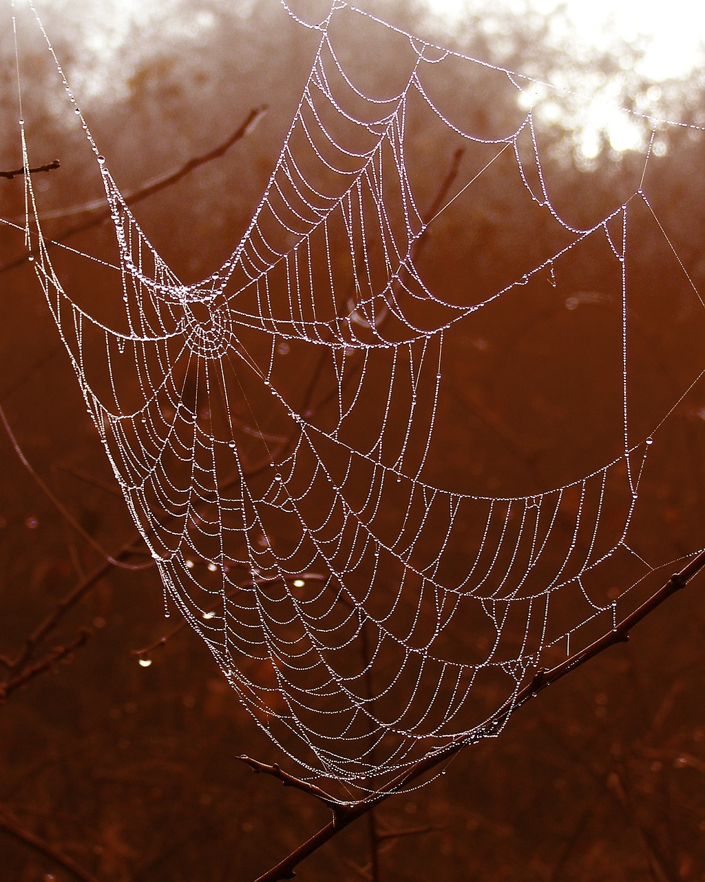 cobweb spider's web drops free photo