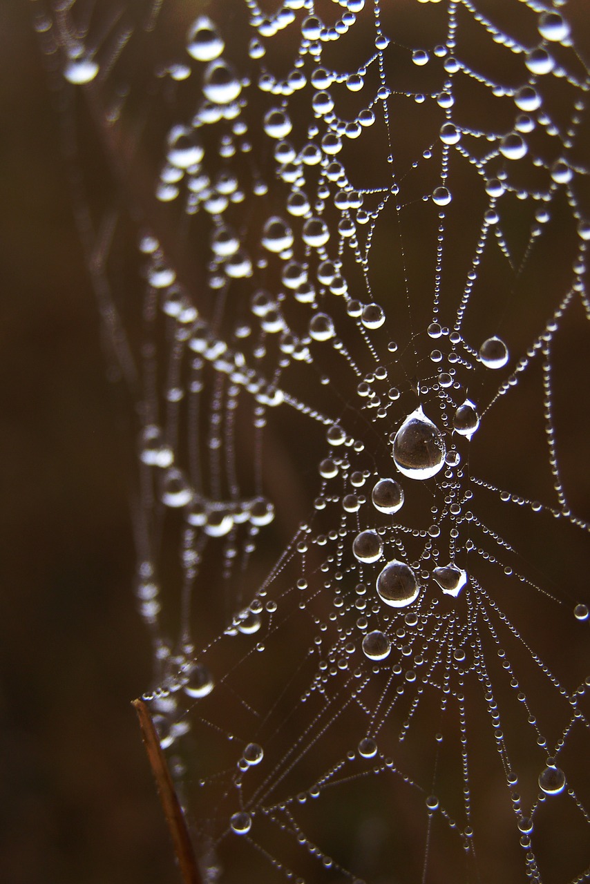 cobweb spider's web drops free photo