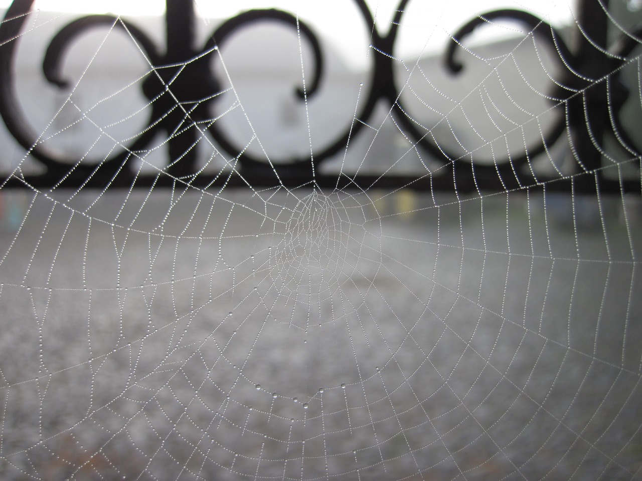 cobweb dew network free photo