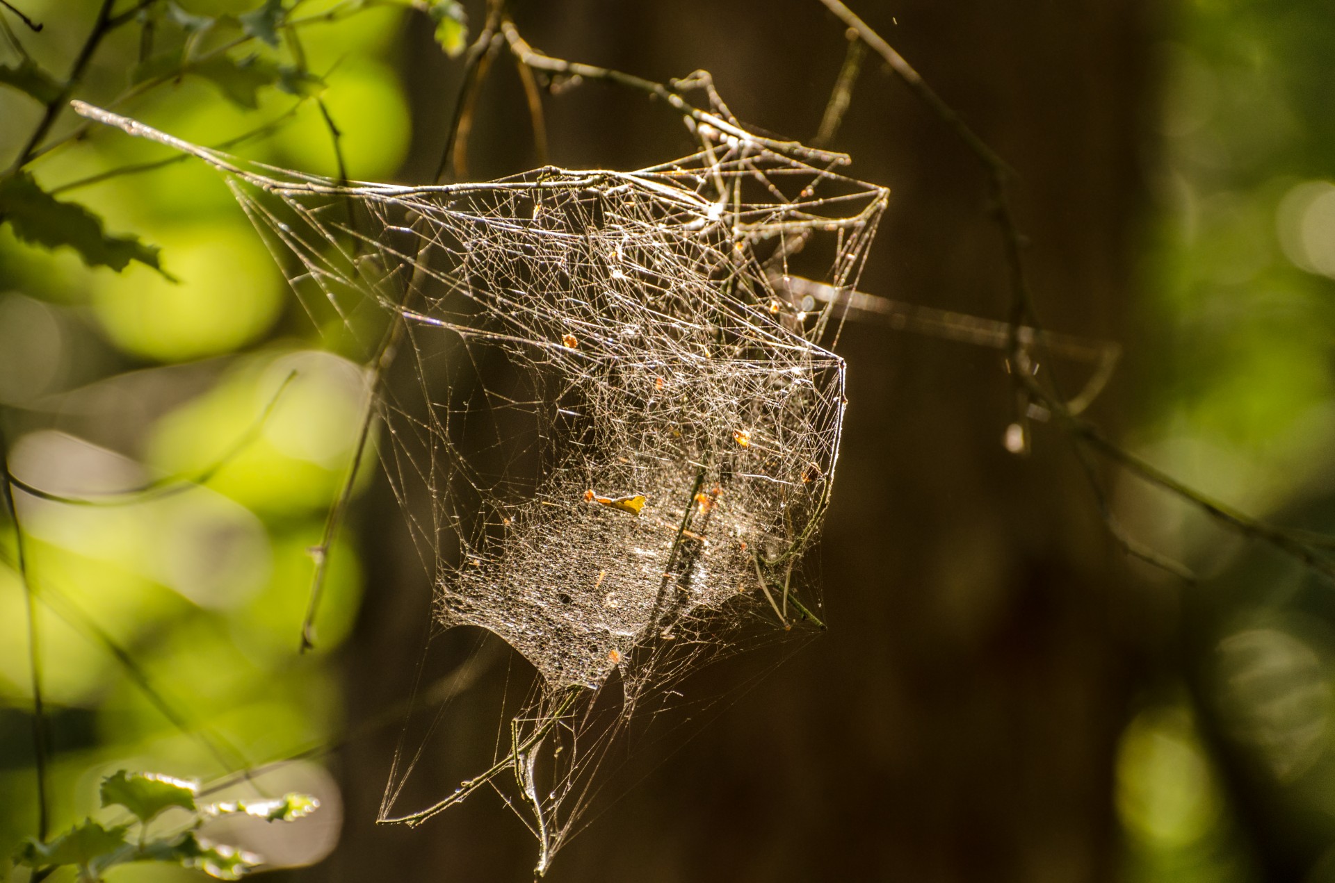 cobweb fiber spider free photo
