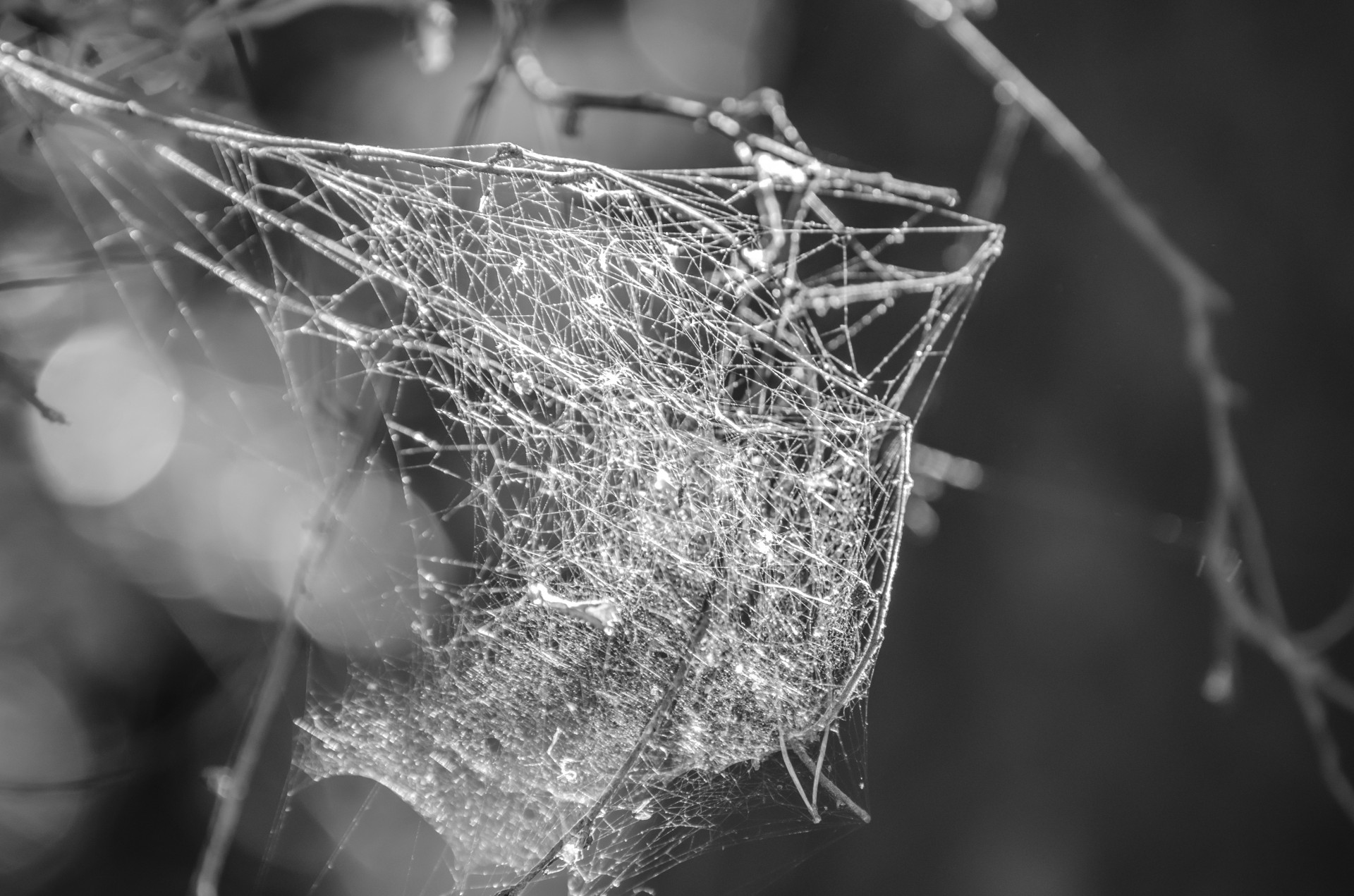 cobweb fiber spider free photo