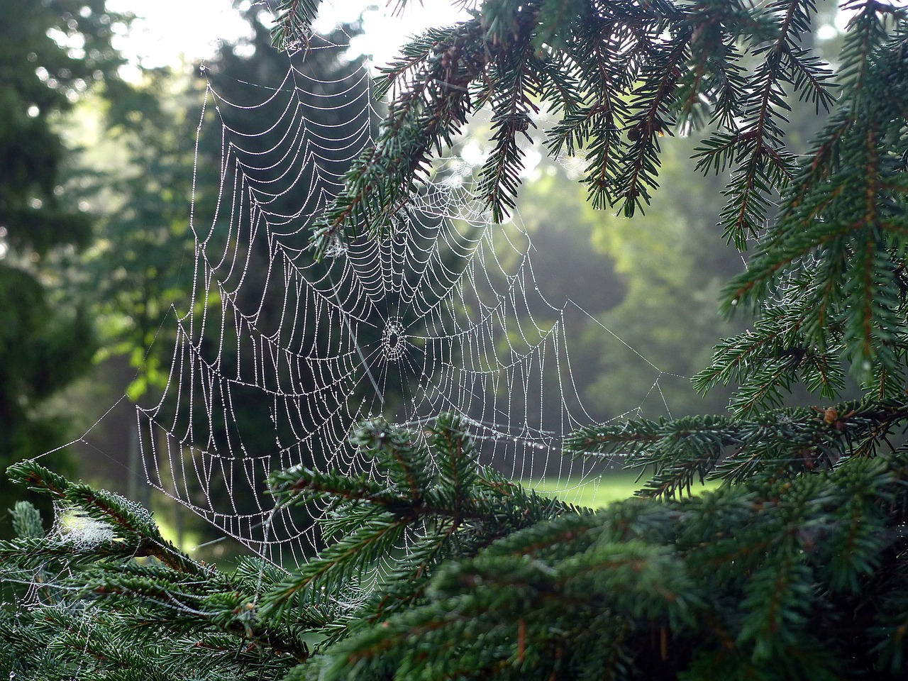 cobweb network spider free photo