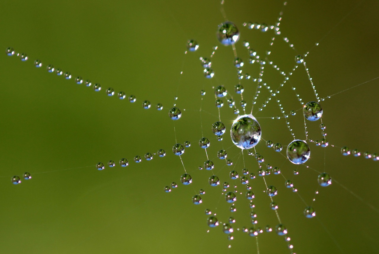 beaded cobweb network free photo