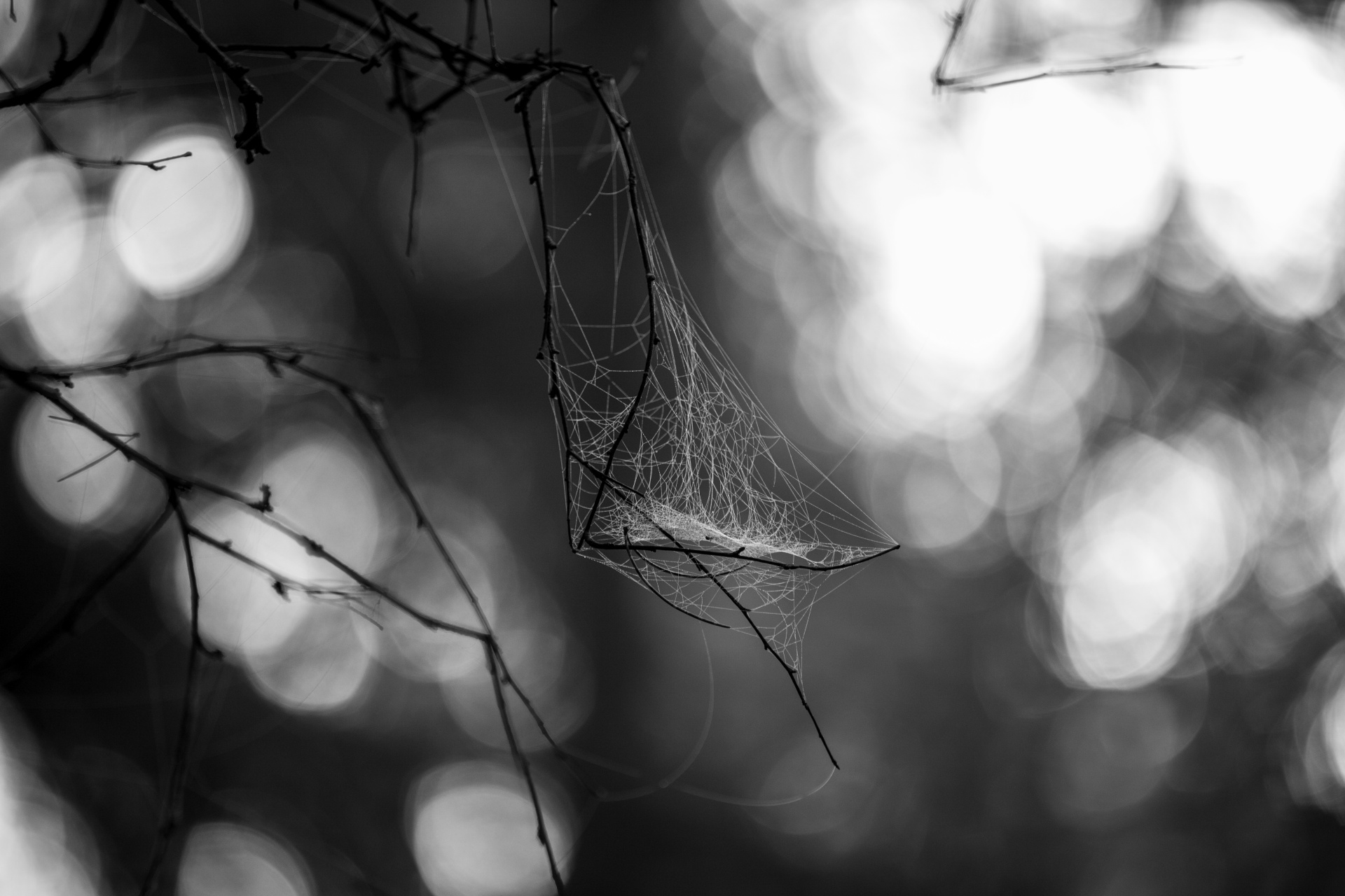 abstract background branches free photo