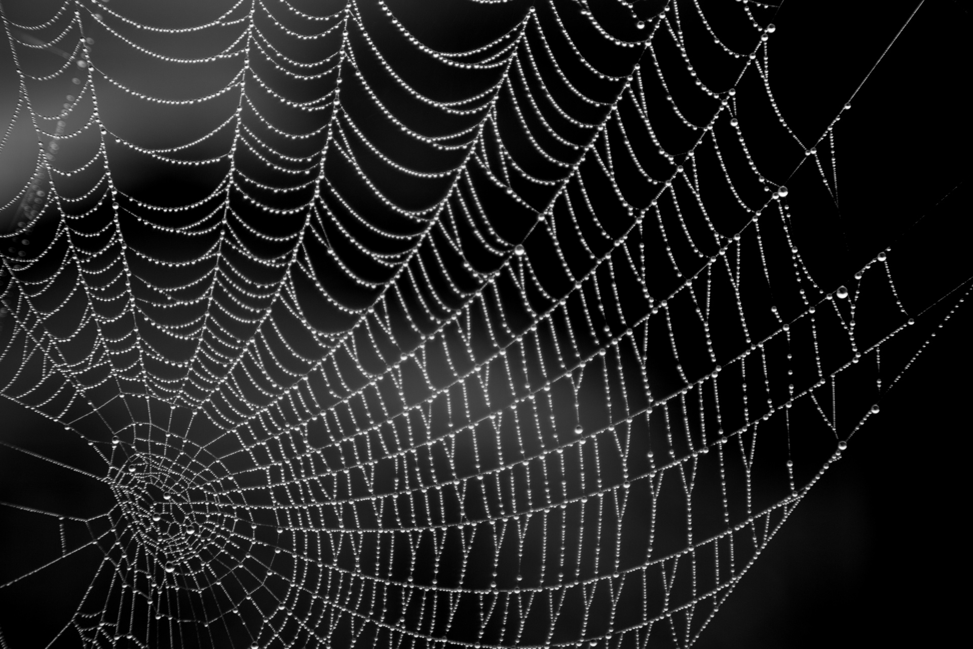 cobweb web spider free photo