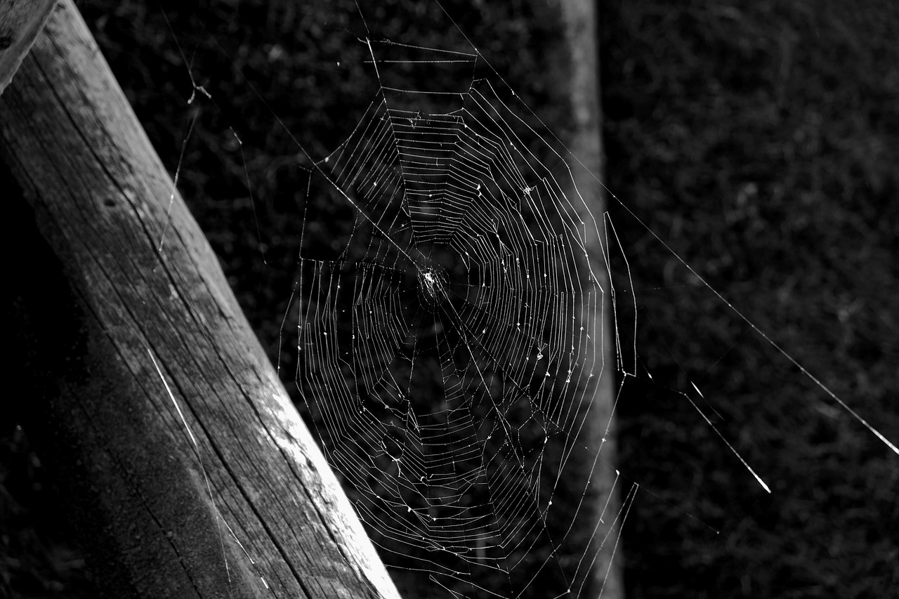 cobweb spin close free photo