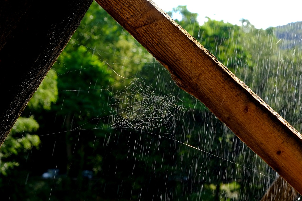 cobweb network spider free photo