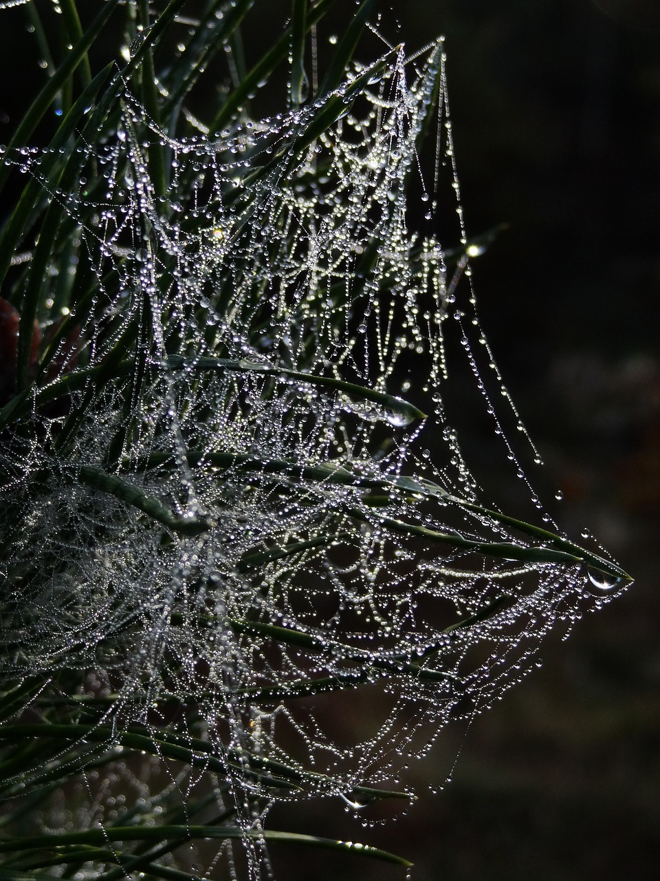 cobweb spider webs dew free photo