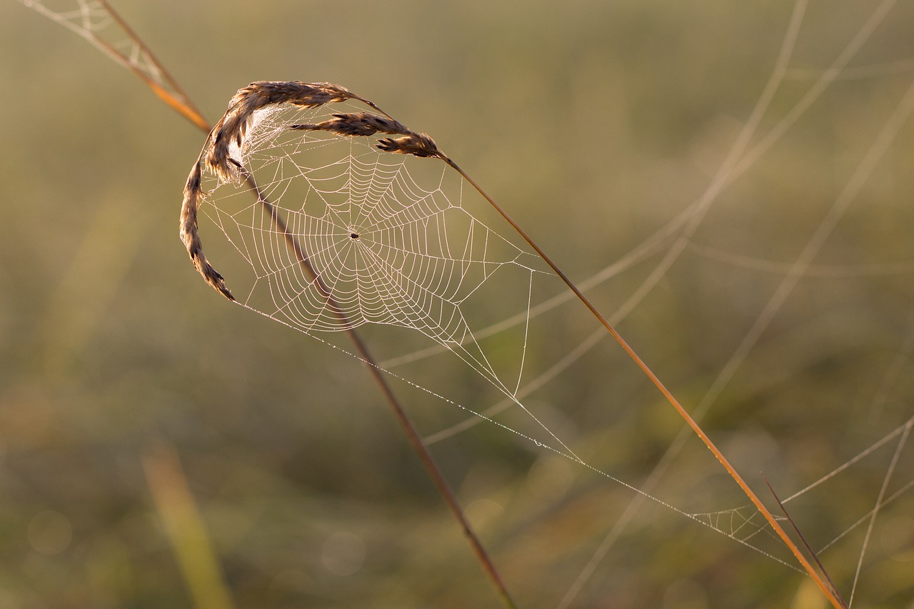 cobweb grass spider free photo