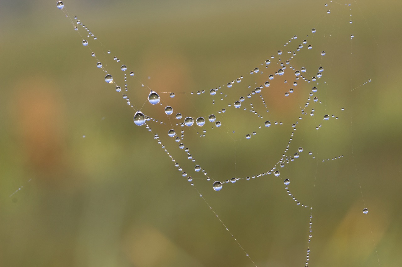 cobweb network dew free photo