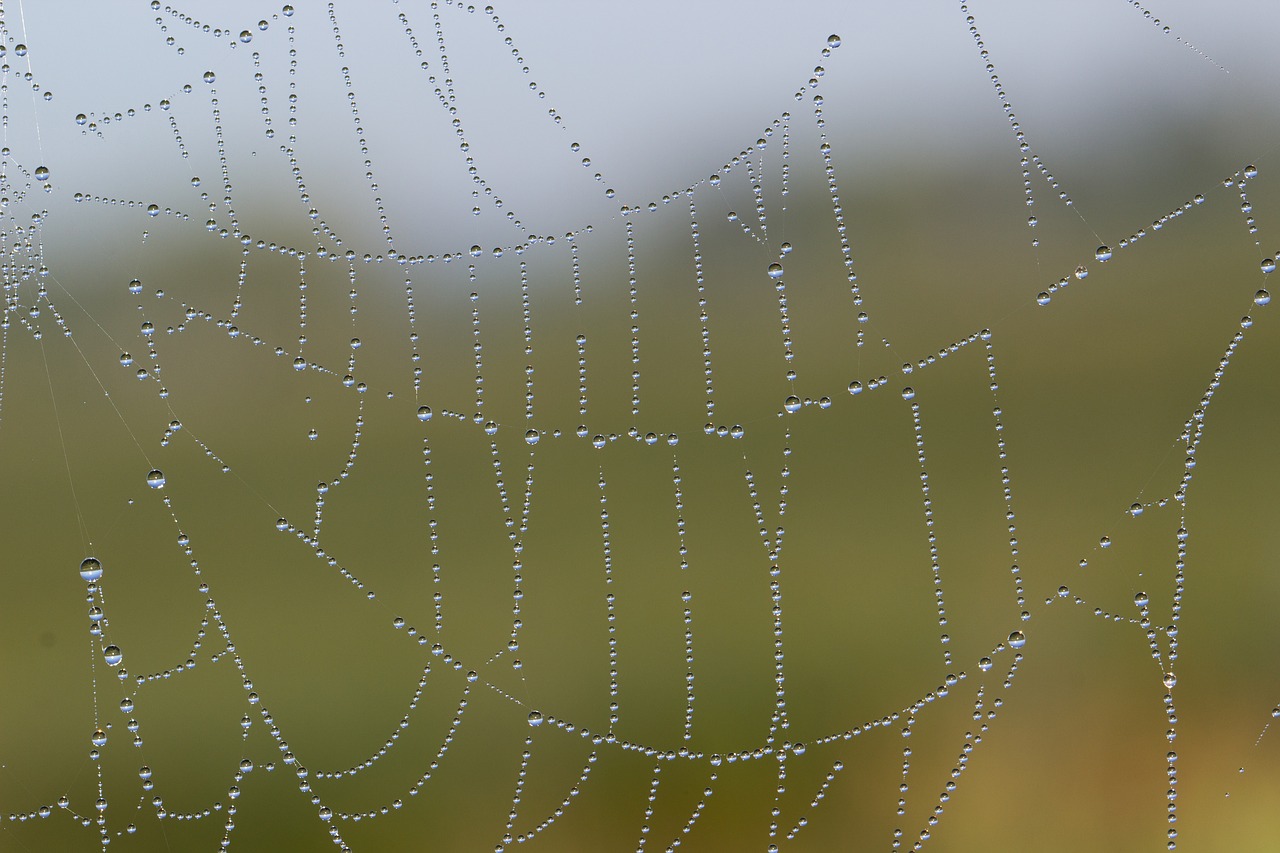 cobweb network dewdrop free photo