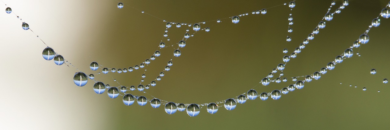 cobweb network drop of water free photo
