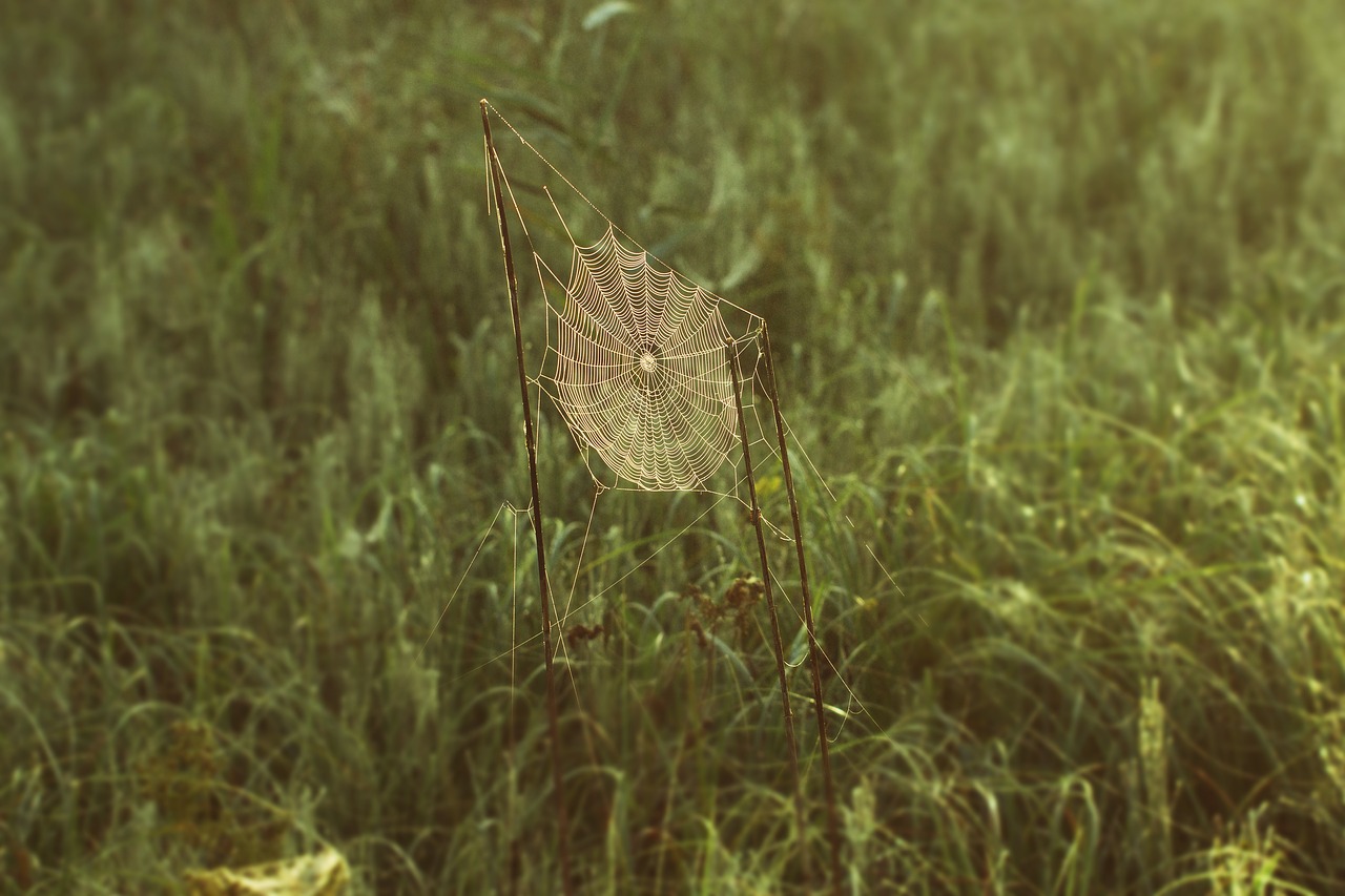 cobweb network spin free photo