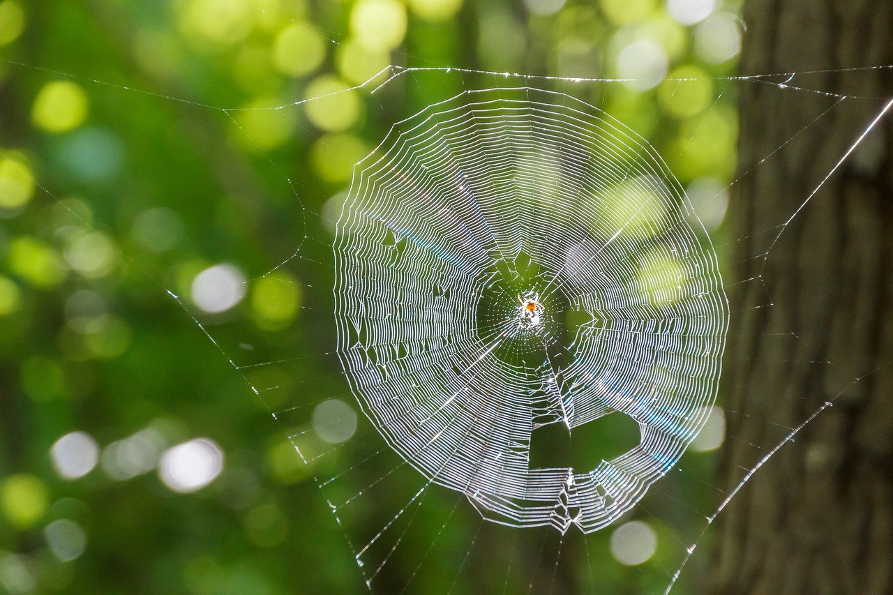 cobweb back light cobwebs free photo