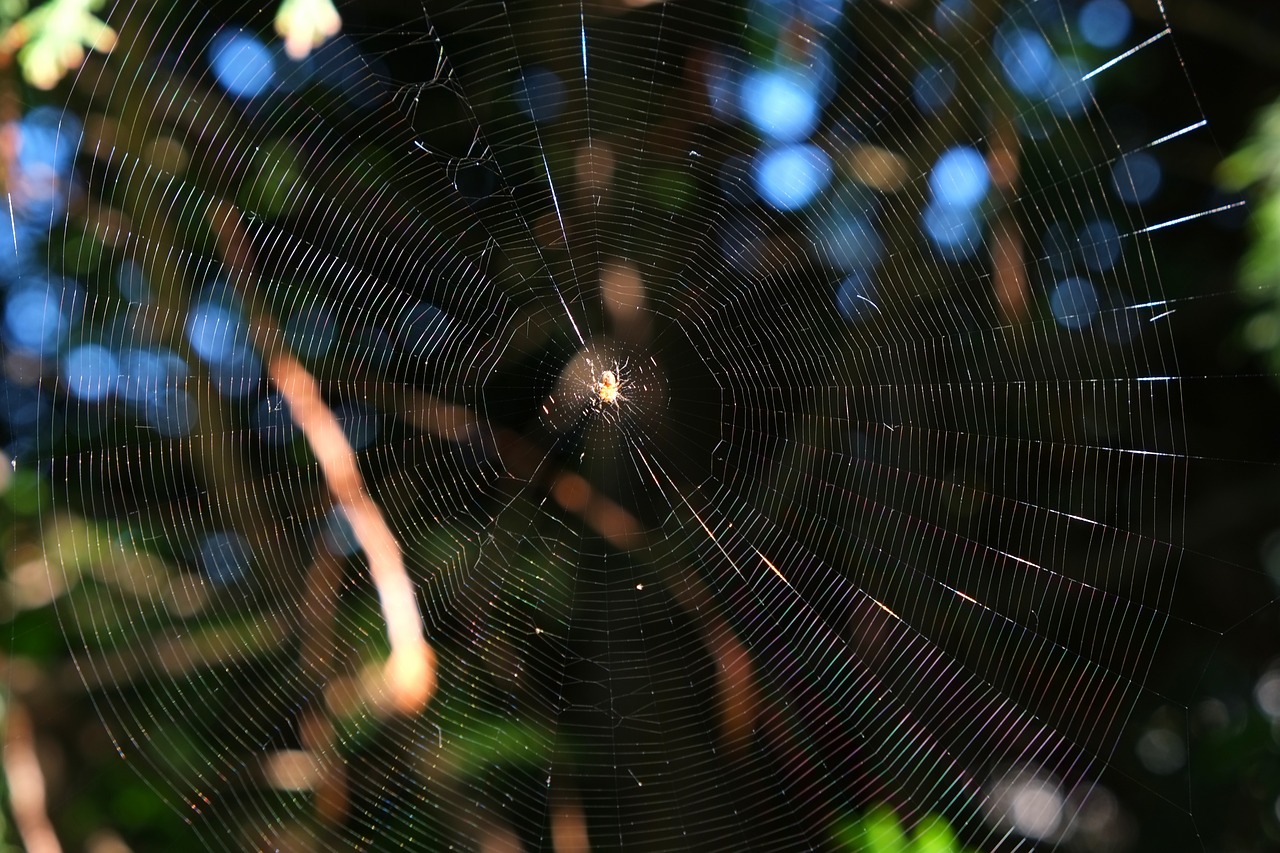 cobweb spider close free photo