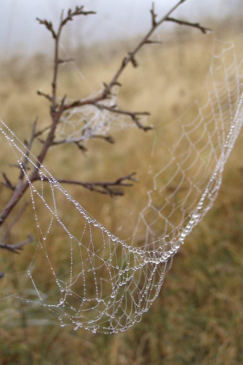 cobweb drops rosa free photo