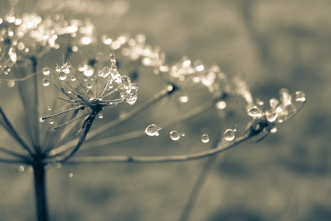 cobweb drops rosa free photo