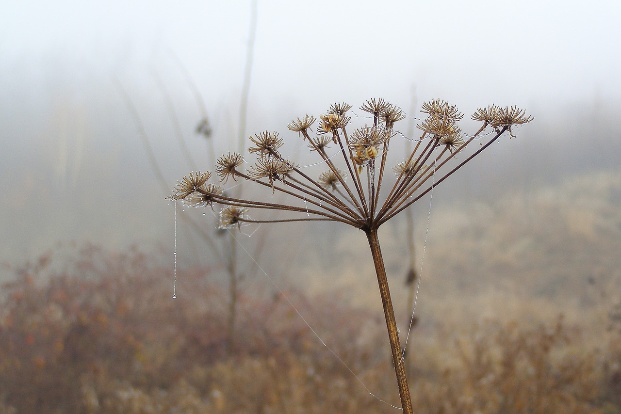 cobweb drops rosa free photo