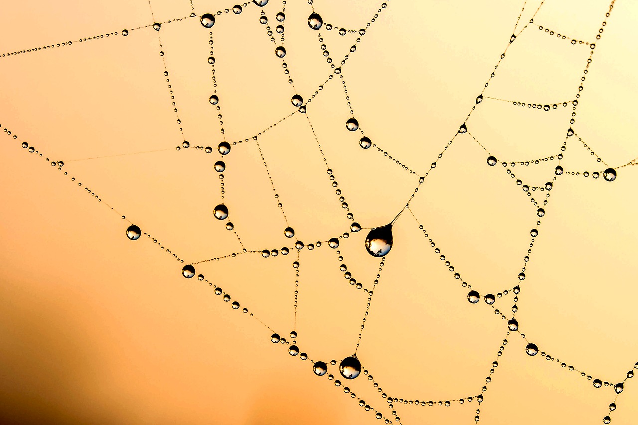 beaded cobweb network free photo