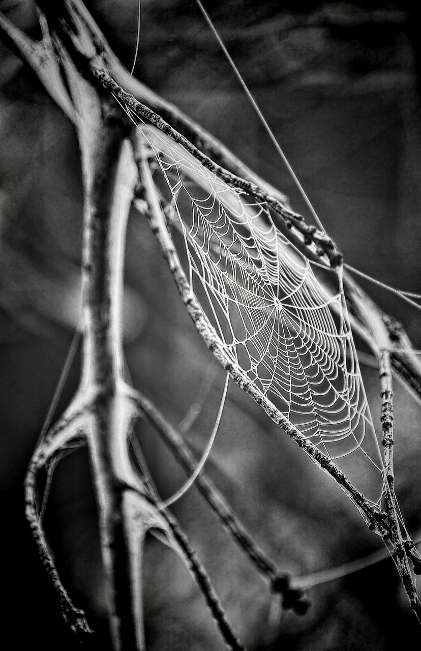 cobweb spider's web spiderweb free photo