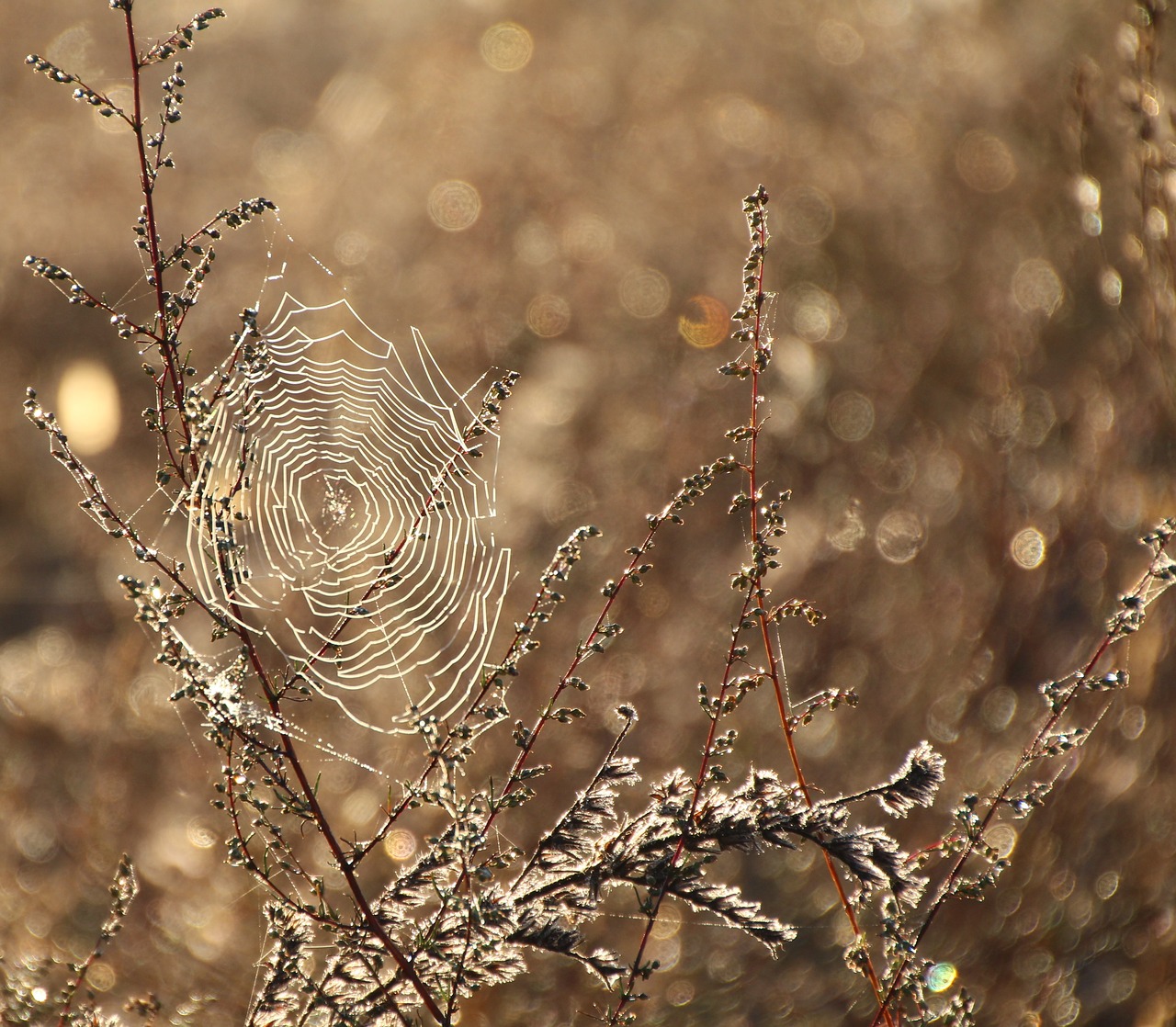 cobweb dew moist free photo