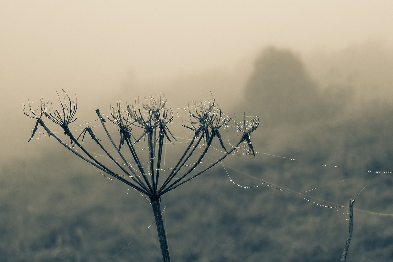 cobweb drops rosa free photo