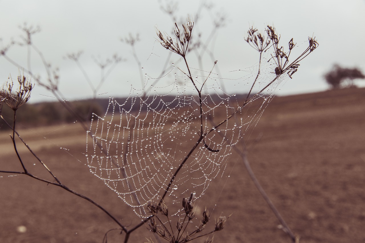 cobweb network spider free photo