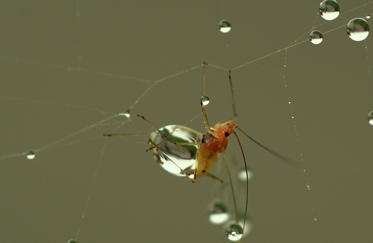 cobweb dew autumn free photo