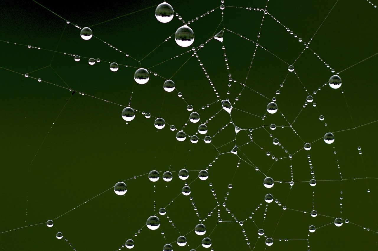 cobweb dew autumn free photo