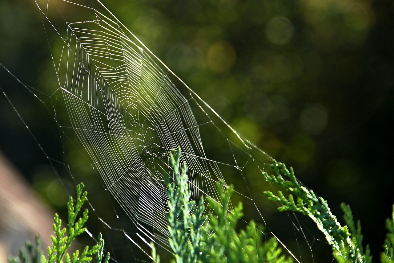 cobweb nature close free photo