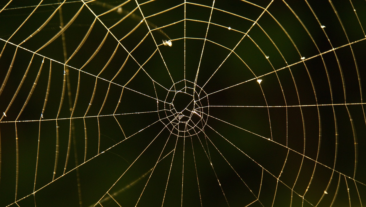 cobweb spider network free photo