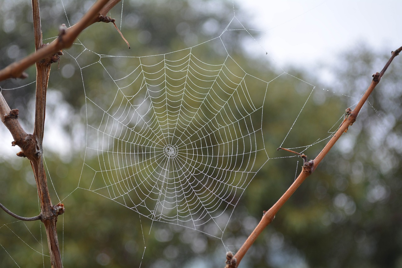 cobweb spider web free photo