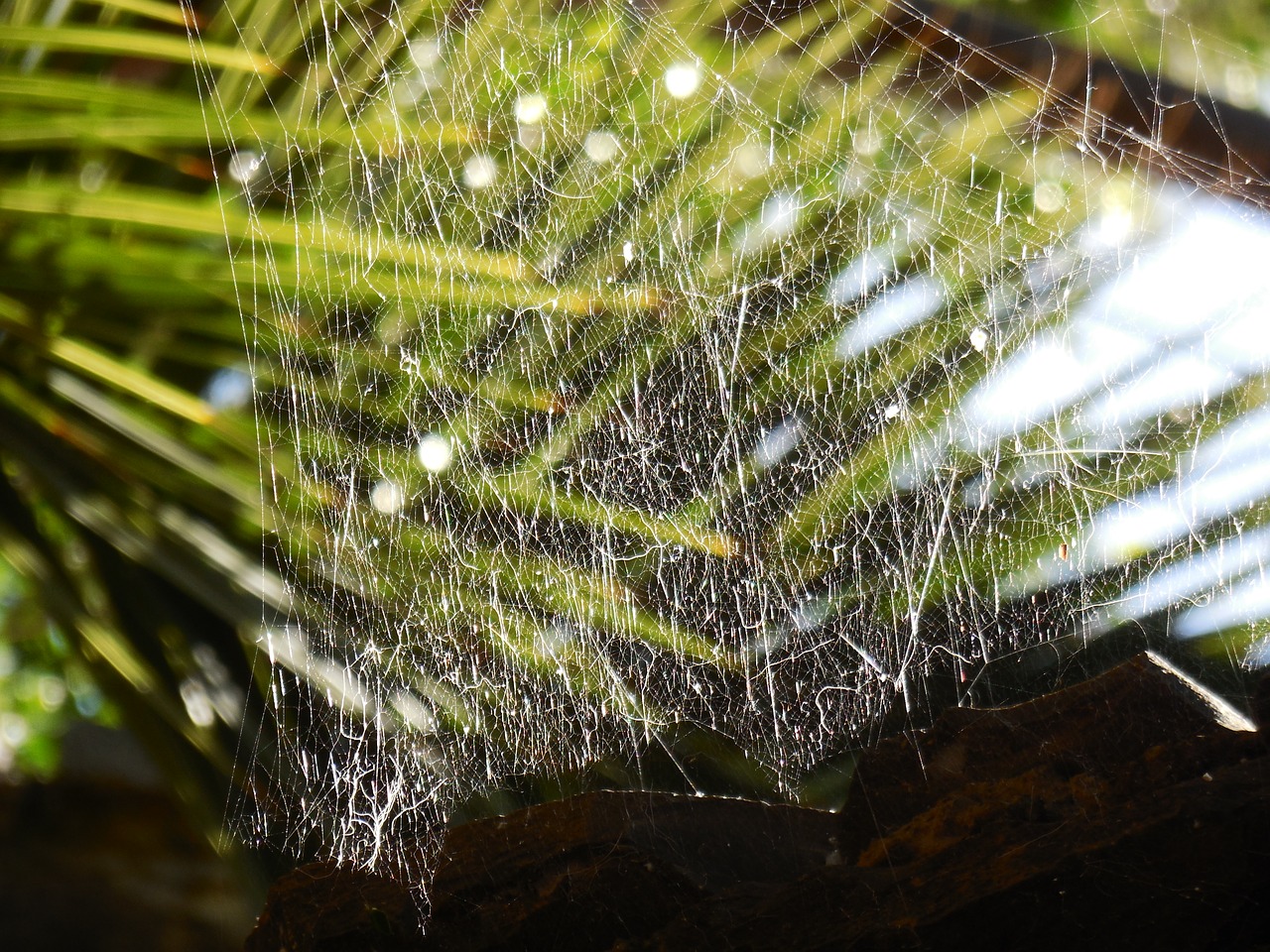 cobweb plant dewdrop free photo