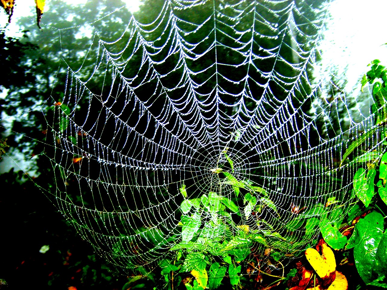 cobweb foliage green free photo