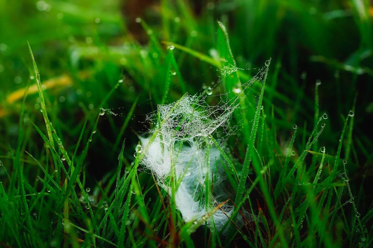 cobweb plants grass free photo