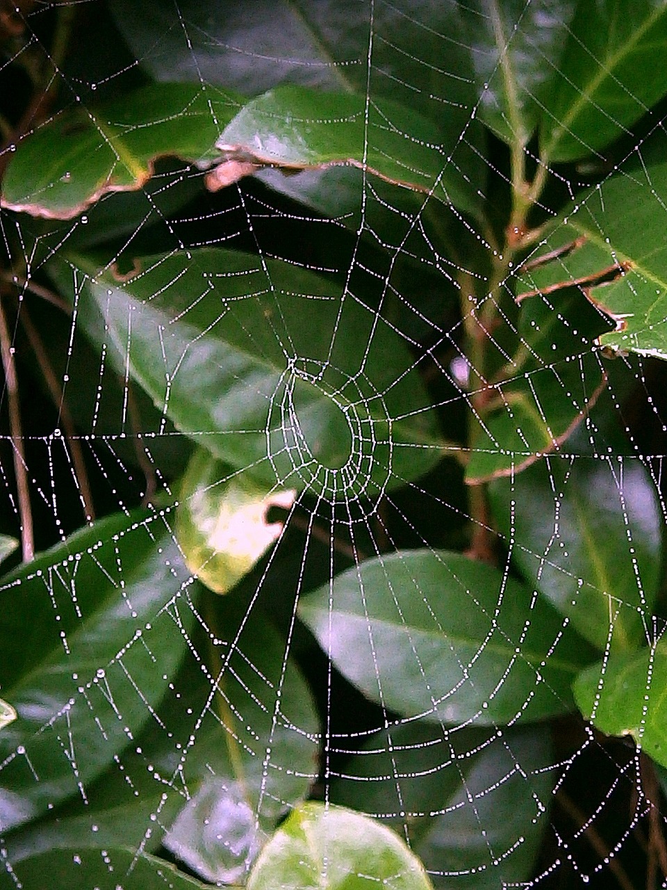 cobweb network networking free photo