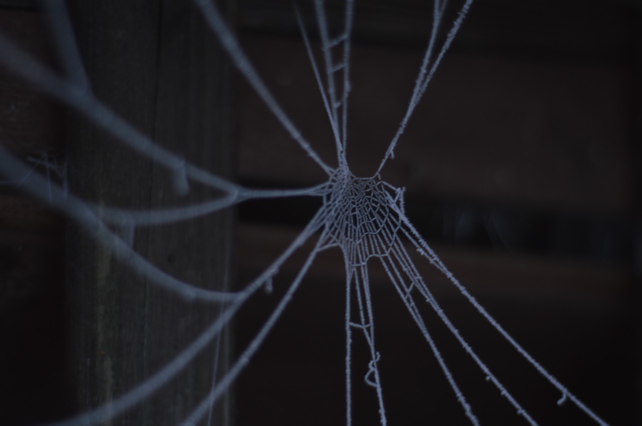 cobweb winter cold free photo