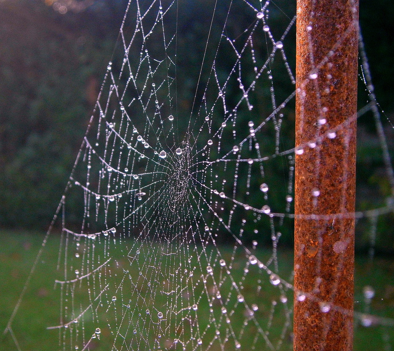 cobweb network dew free photo