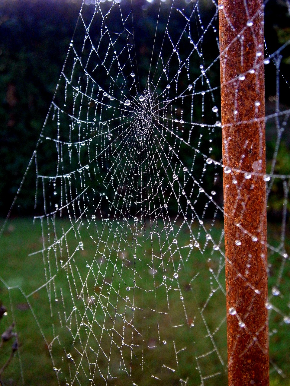 cobweb network dew free photo