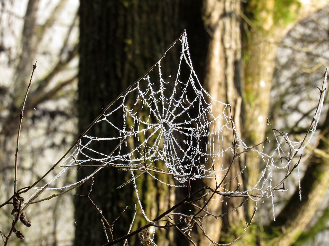 cobweb frost cold free photo