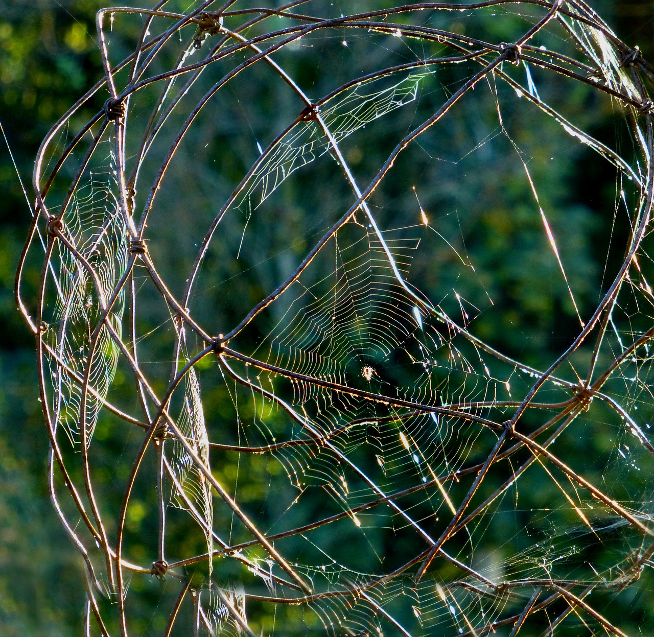 cobweb art work of nature garden free photo