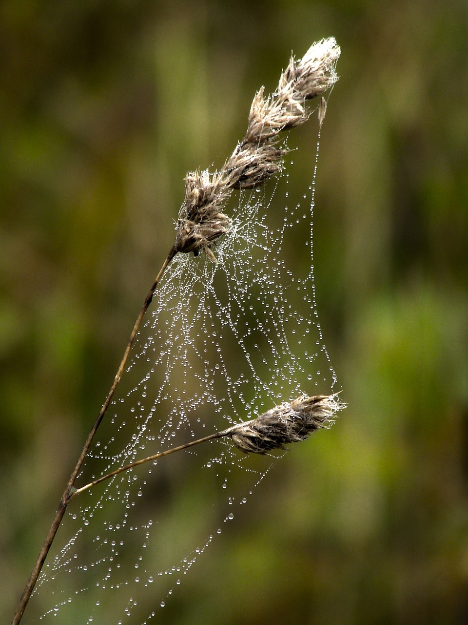 cobweb dewdrop nature free photo