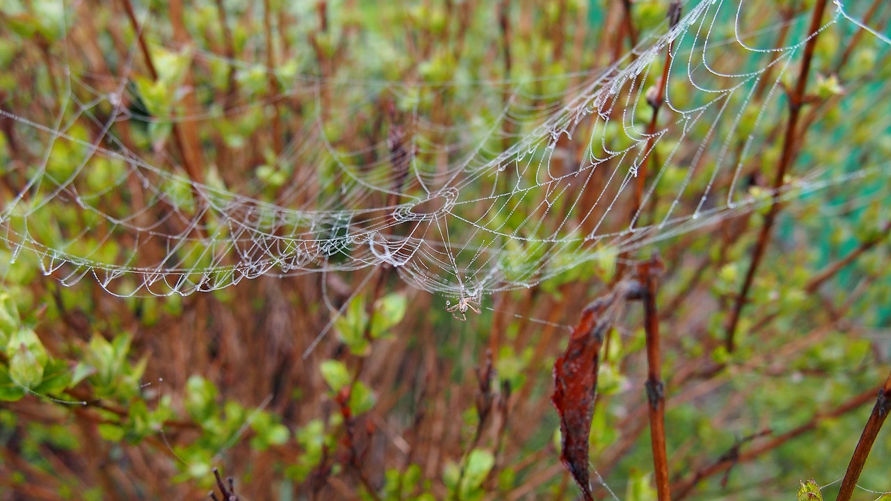 cobweb spider macro free photo