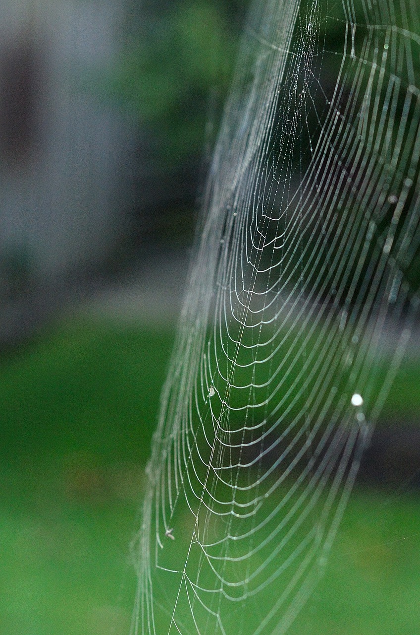 cobweb spider network free photo