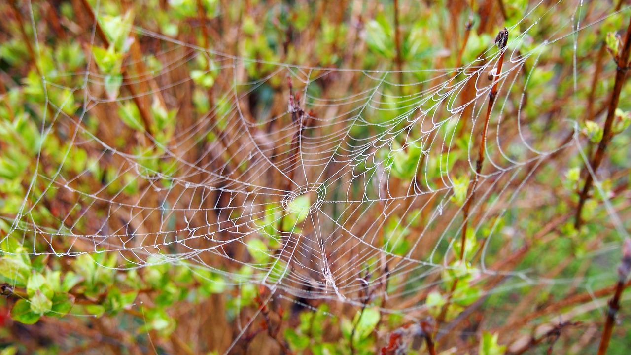 cobweb spider nature free photo