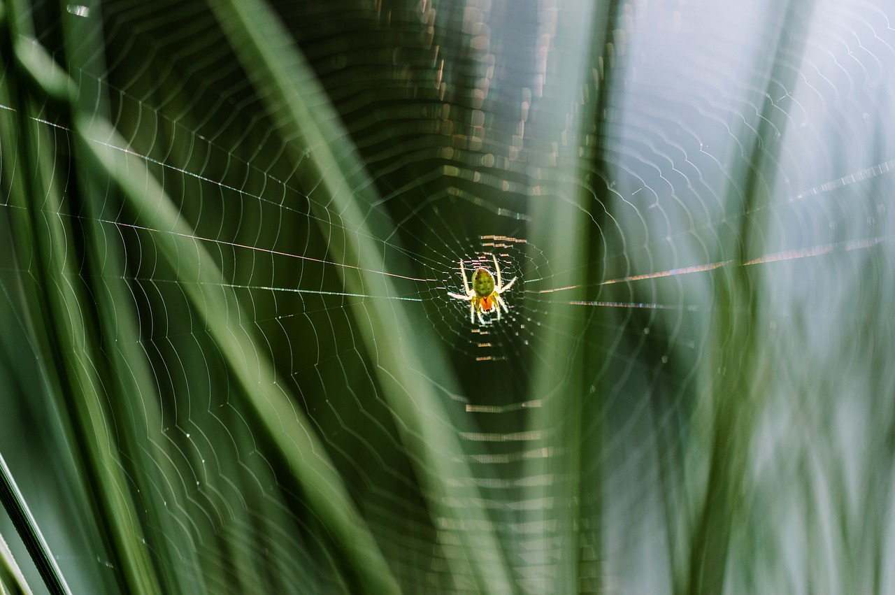 cobweb spider network free photo